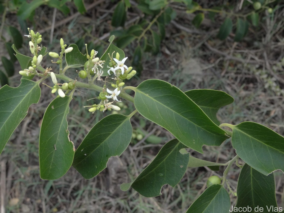 Olax scandens Roxb.